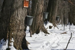 Tapping Trees