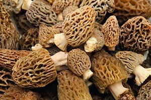 Morel Mushrooms