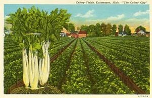 Celery fields