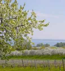 Traverse City Spring Orchard Winery