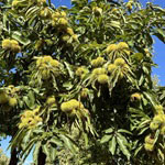 Michigan Chestnut Love